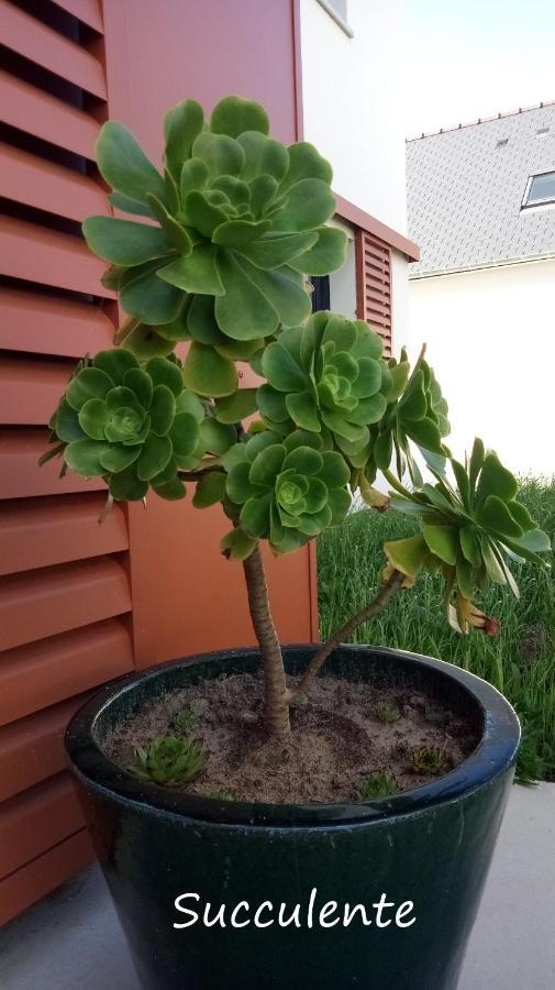 דירות פמפול Epiphytes Et Succulentes מראה חיצוני תמונה